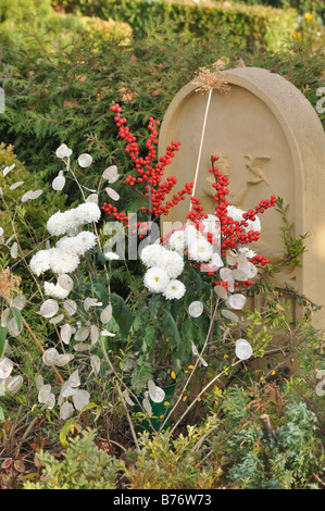 American winterberry (leccio verticilata), crisantemi (crisantemo) e onestà annuale (lunaria annua) Foto Stock