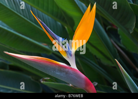 Strelitzia reginae in fiore (in California, USA). Conosciuto anche come Crane Flower o Bird of Paradise Foto Stock