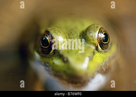 Una chiusura di una rana in acqua Foto Stock