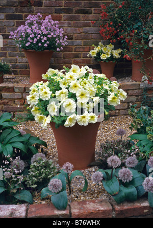 Pallido nelle petunie di limone in una pentola di terracotta con Allium karataviense e hellebores Foto Stock