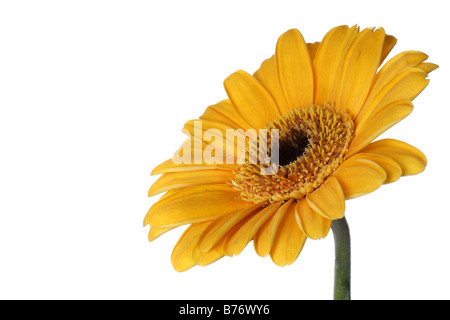 In prossimità di un grande Gerbera isolate su sfondo bianco Foto Stock