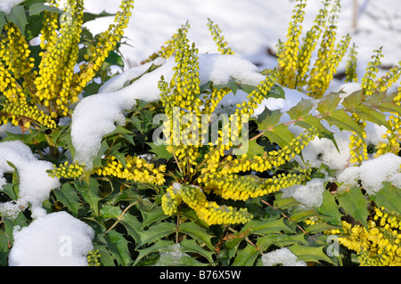 Mahonia x media "carità" Foto Stock