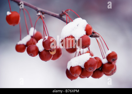 Vista del granchio mele frutta e neve, Monteregie regione, Brossard, Quebec, Canada Foto Stock