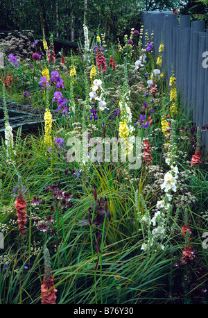 Un colorato mista confine erbaceo con iris verbascums ed erbe Foto Stock
