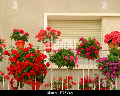 Gerani in un balcone Pelargonium hybr Foto Stock