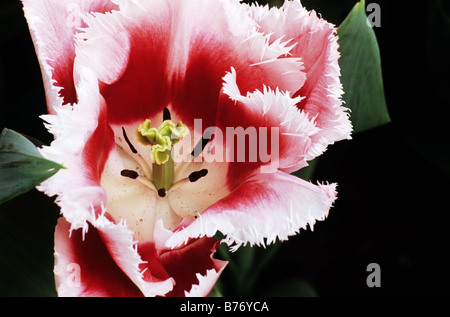 Gefranjerde Tulipa Canasta photograhed in giardini Keukenhof in Lisse Paesi Bassi Foto Stock