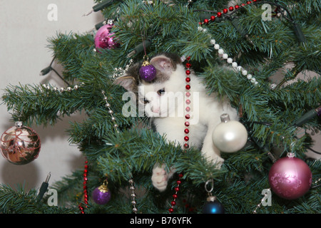 Natale gattino, giovane gatto in un albero di Natale Foto Stock