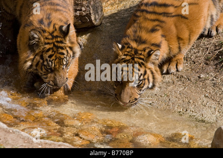 Sumatra due cuccioli di tigre acqua potabile in cattività Foto Stock