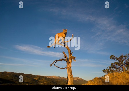 La collina di Lion in un albero in cima a una montagna delle montagne rocciose Foto Stock