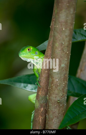 I capretti verde (Iguana Iguana iguana), Florida, Stati Uniti d'America Foto Stock