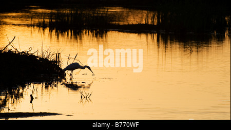 Garzetta la pesca al tramonto nella campagna indiana. Andhra Pradesh, India Foto Stock