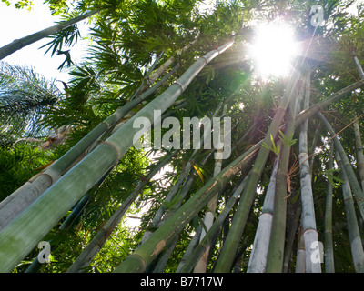 Rompendo la luce del sole attraverso foglie di molto alto e raccolto di piante di bambù Foto Stock