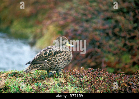 Georgia del Sud Pintail Anas georgica Grytviken isola GEORGIA DEL SUD Dicembre adulto anatidi Foto Stock