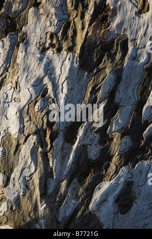 Corteccia di albero piano Foto Stock