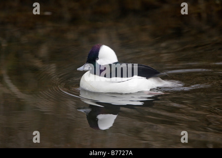 Drake Bufflehead maschio nuoto Foto Stock