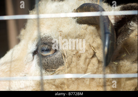 Primo piano di occhio di lana e il clacson o Jacob quattro cornuto pecore attraverso la recinzione al Prospect Park Zoo in Brooklyn New York STATI UNITI D'AMERICA Foto Stock