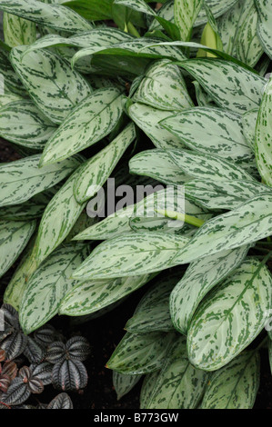 Cinese (evergreen aglaonema commutatum "Parrot Jungle') Foto Stock