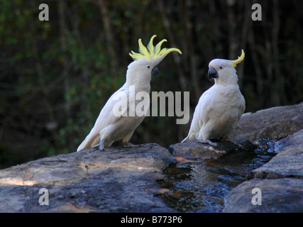 Una coppia di zolfo wild-crested cacatua in Tasmania, acqua potabile raccolti da una cascata nelle vicinanze durante la visualizzazione. Foto Stock