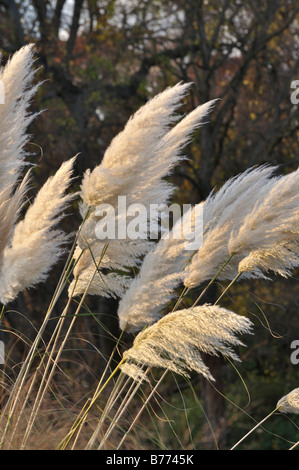 Pampa erba (cortaderia selloana) Foto Stock