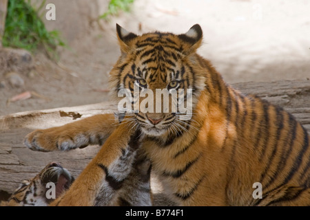 La tigre di Sumatra Cub fratelli riprodurre in cattività Foto Stock