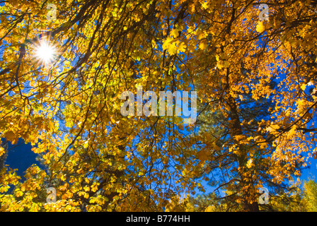 Luce del sole che filtra attraverso la caduta di foglie di quercia Yosemite National Park in California Foto Stock