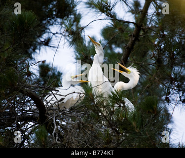 Airone bianco maggiore Ardea alba genitore con pulcini squawking per cibo. Foto Stock