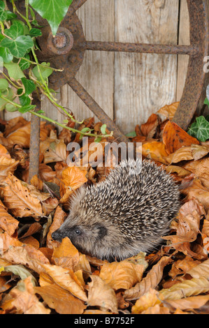 Unione Riccio Erinaceus europaeus rovistando tra foglie di autunno in un giardino rustico impostazione NORFOLK REGNO UNITO Ottobre Foto Stock