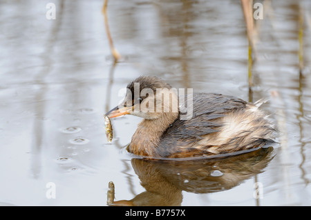 Tuffetto Tachybaptus ruficollis con tre spined stickleback nel becco in acque salmastre tidal creek NORFOLK REGNO UNITO Dicembre Foto Stock