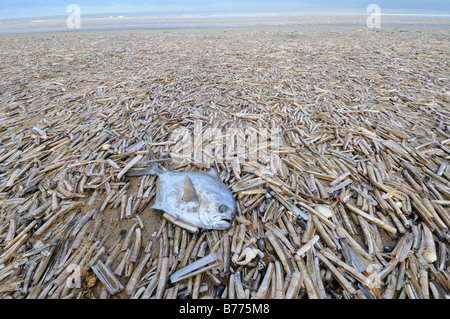 I Pesci castagna Razorshells Pod Razorshell ensis siliqua lavato fino sulla spiaggia a nord del NORFOLK REGNO UNITO Dicembre Foto Stock