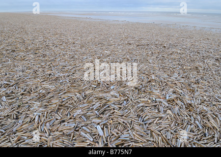 Pod Razorshells Razorshell ensis siliqua lavato fino sulla spiaggia a nord del NORFOLK REGNO UNITO Dicembre Foto Stock