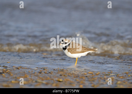 Di inanellare Plover charadrius hiaticula adulto in livrea invernale da waters edge Norfolk UK Novembre Foto Stock