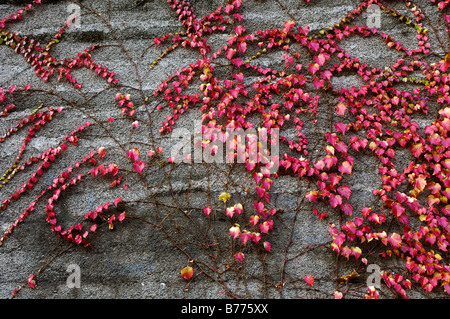 Boston Ivy (Parthenocissus tricuspidata), in Baviera, Germania, Europa Foto Stock