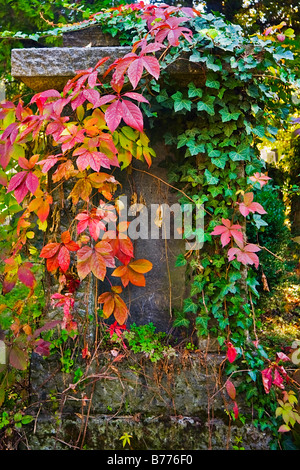 Autunnale di foglie colorate nel cimitero centrale di Vienna in Austria, Europa Foto Stock