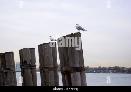 Due Gabbiani arroccato sui pontili in legno al Fiume Hudson in New York City Foto Stock