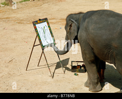 La pittura di Elefanti Elefante, agriturismo, della Valle di Mae Sa, giungla, vicino a Chiang Mai, Thailandia, Asia Foto Stock