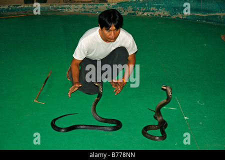 Il serpente incantatore con cobras in una mostra, fattoria di serpenti, vicino a Chiang Mai, Thailandia, Asia Foto Stock