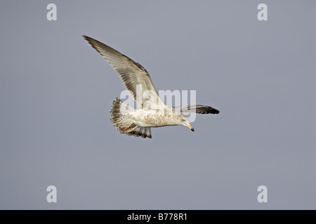 Anello giovanile fatturati gabbiano in volo Foto Stock