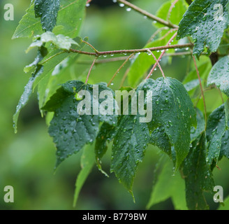 Close up di gocce di pioggia sulle foglie verdi Foto Stock