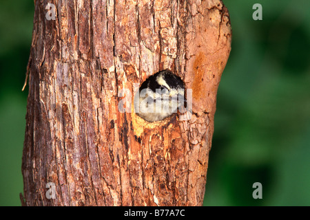 Picchio lanuginosa annidata Foto Stock