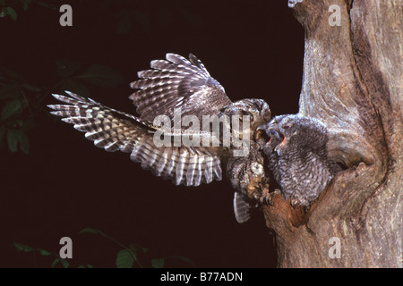 Est della Civetta - Fase grigio Foto Stock