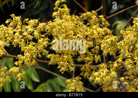 Fiori di Koelreuteria Dummer henryi Foto Stock