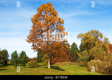 Albero Foglie di autunno Foto Stock