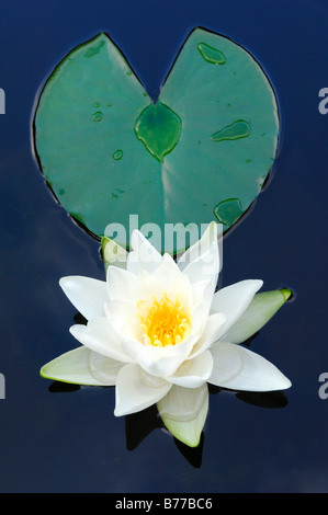 Europeo di ninfea bianca (Nymphaea alba) Foto Stock