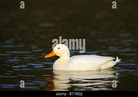 Anas platyrhynchos domesticus Foto Stock