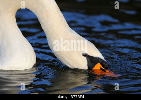 Cigno (Cygnus olor) Foto Stock