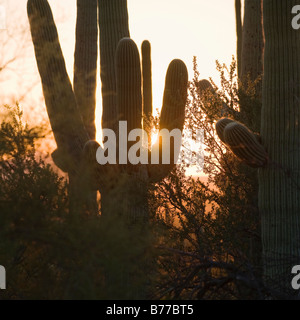 Sun dietro i cactus, Parco nazionale del Saguaro, Arizona Foto Stock