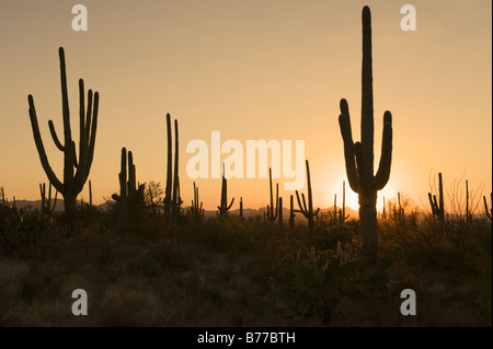 Sun dietro i cactus, Parco nazionale del Saguaro, Arizona Foto Stock