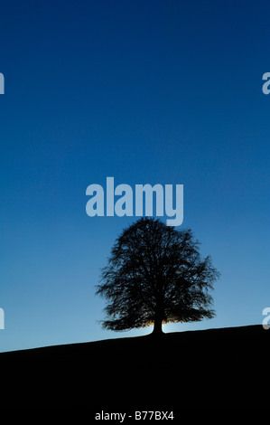 Il rame faggio (Fagus sylvatica), Allgaeu, Baviera, Germania, Europa Foto Stock