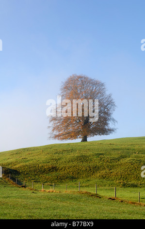 Il rame faggio (Fagus sylvatica), Allgaeu, Baviera, Germania, Europa Foto Stock