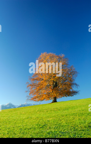 Il rame faggio (Fagus sylvatica), Allgaeu, Baviera, Germania, Europa Foto Stock